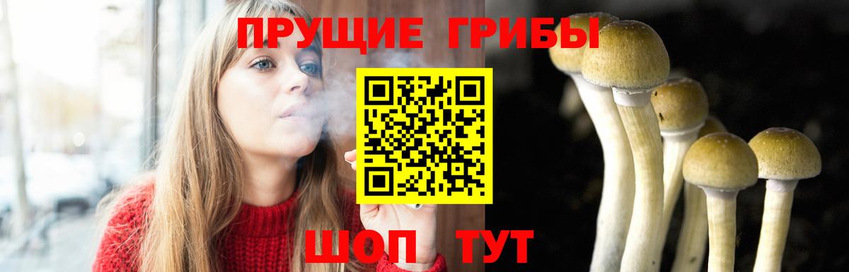 Псилоцибиновые грибы Cubensis Обь